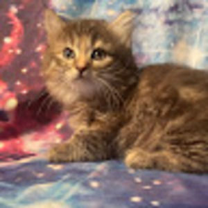 Meet your Posher, Kitti1205